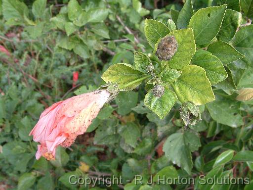 Aphids hibiscus 